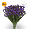 LIMONIUM SINUATUM FORTRESS DARK BLUE 8 SZTUK